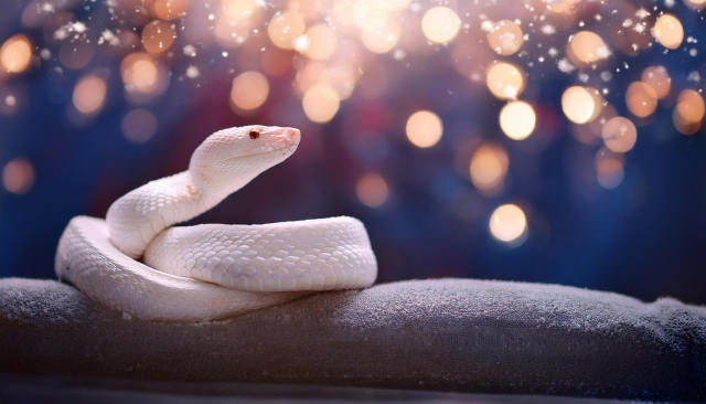 2025年の運命を見逃すな！当たると話題の恋愛占いで、あなたの魅力を引き出そう！